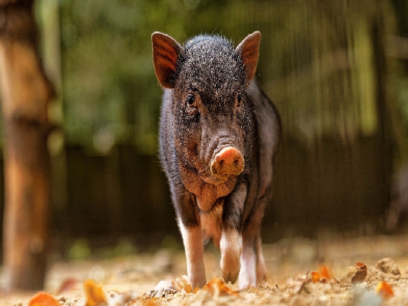 试管 着床 腹疼(试管的网络意思)